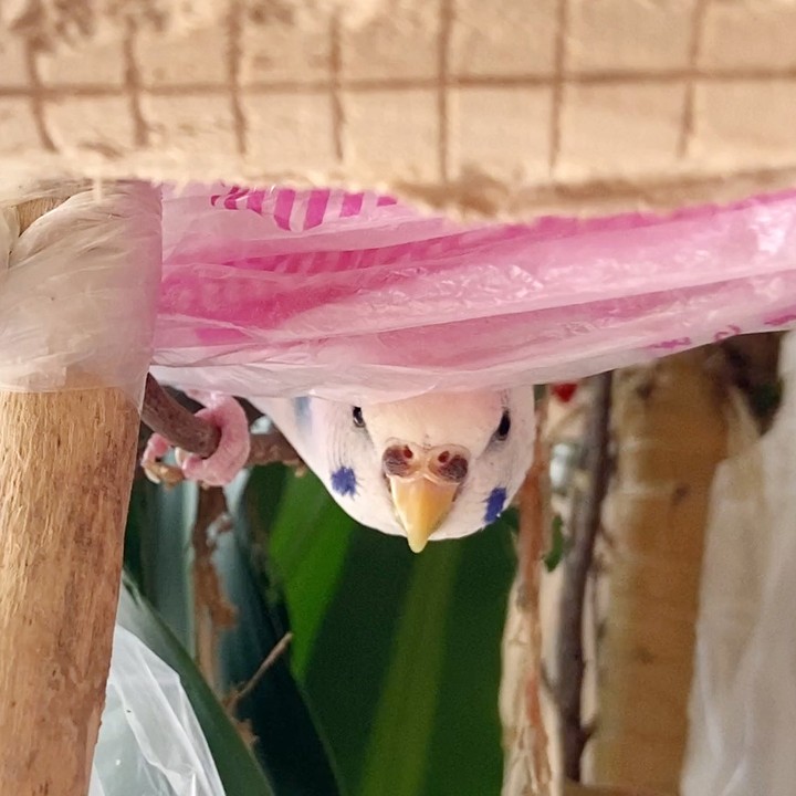 ビニールの下から顔を出して見つかっちゃったそらちゃん😂