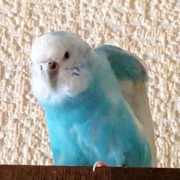 ”厳ついちゅら”