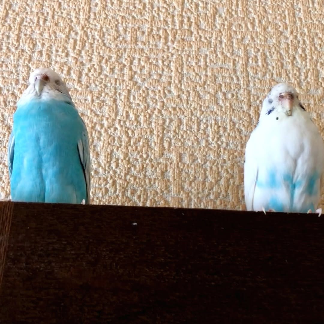 ”居眠り中のセキセイインコ”