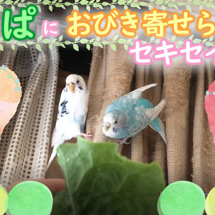 ”セキセイインコが飛んでくる”