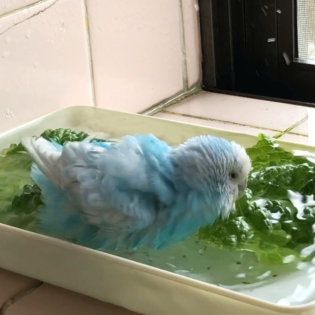 ”短くあっさりしたちゅらの水浴びです