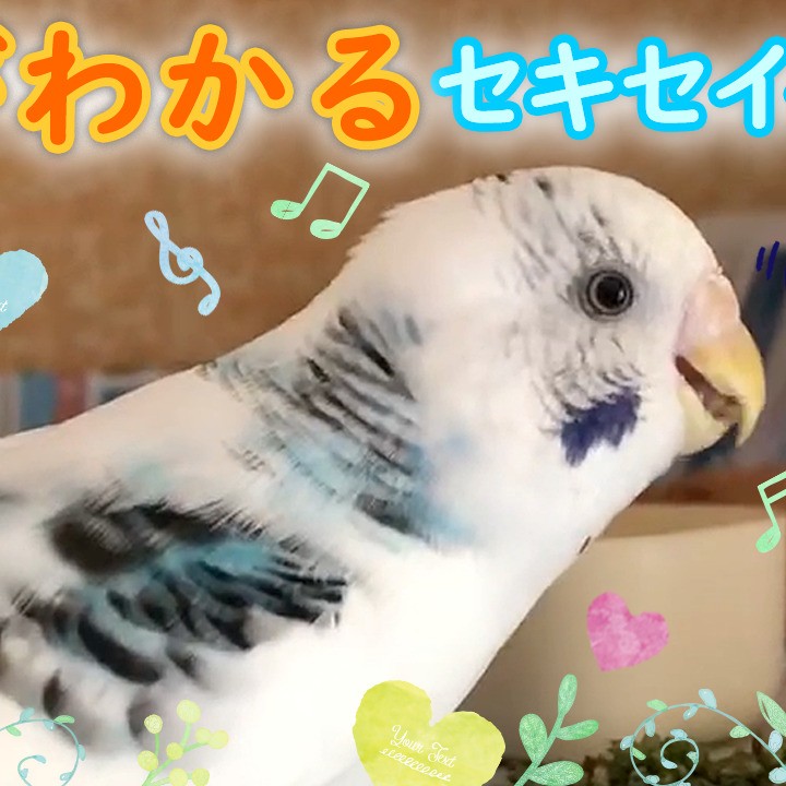 ”セキセイインコの美味しい顔”