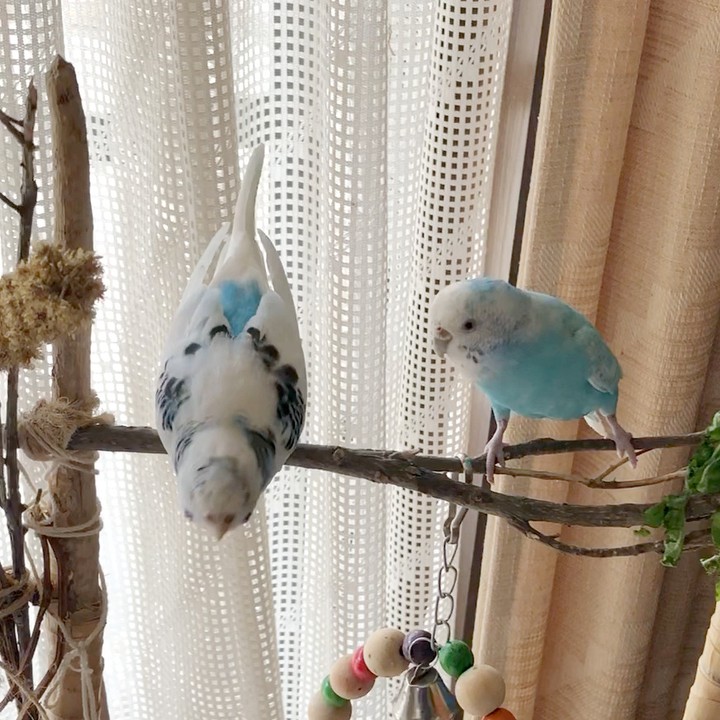 ”セキセイインコの日常”