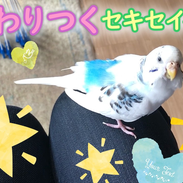 ”セキセイインコのベタベタ”