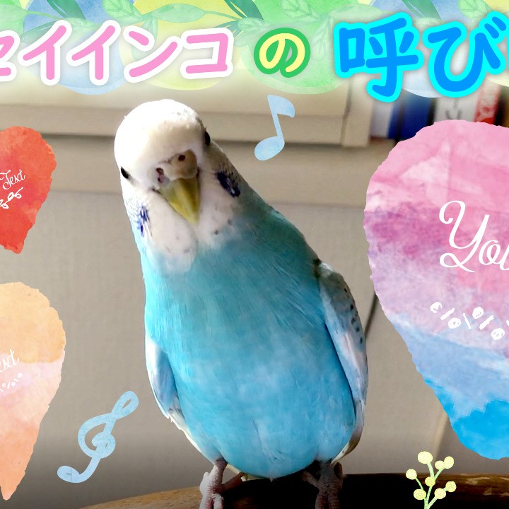 ”セキセイインコの呼び鳴き”