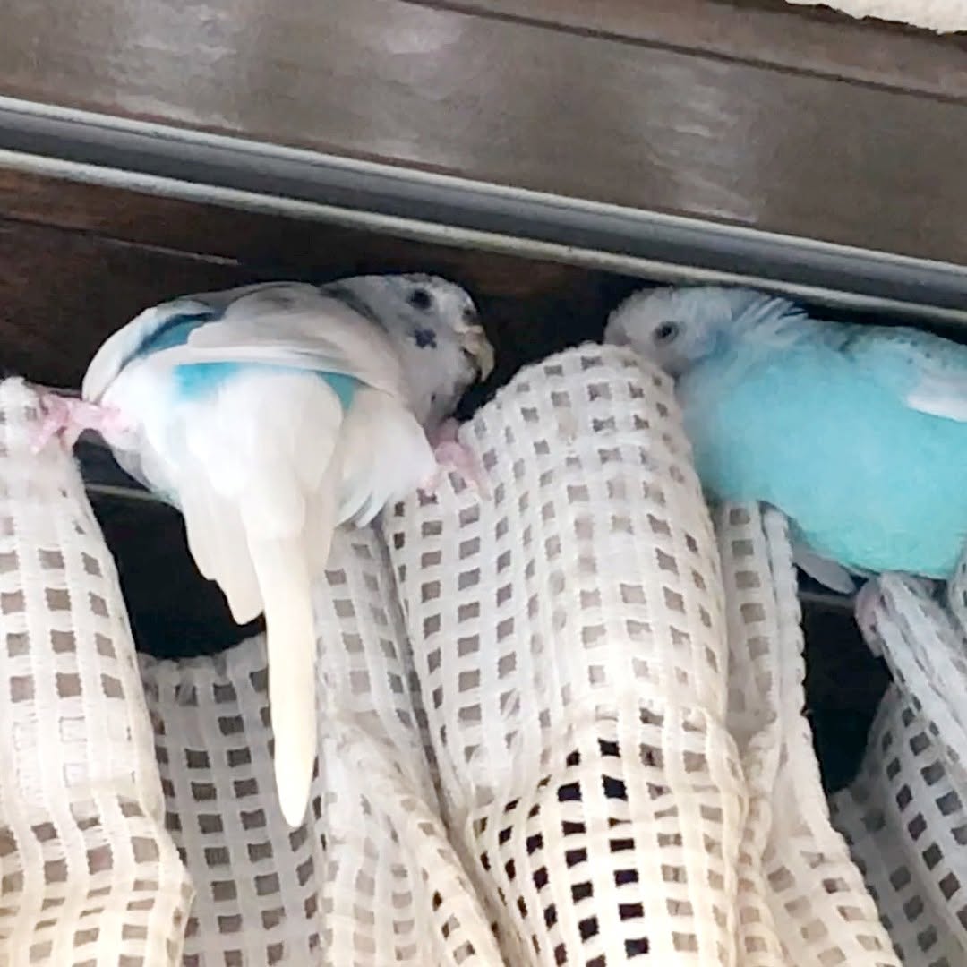 ”カーテンでくつろぐセキセイインコ”