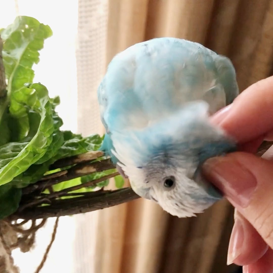 ”大好きなカキカキ姿のセキセイインコ”