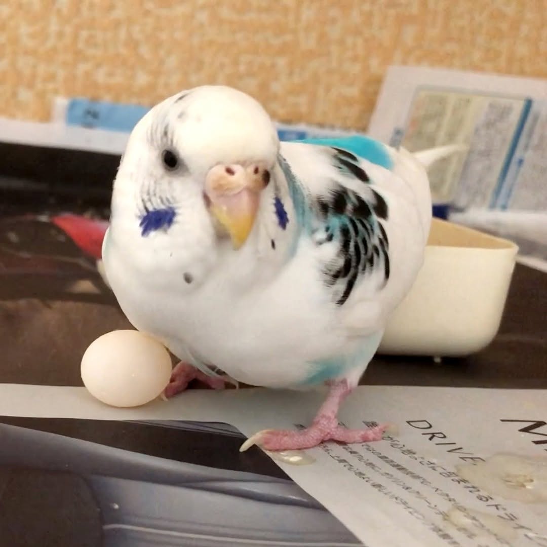 ”卵を産んで母性爆発のセキセイインコ”