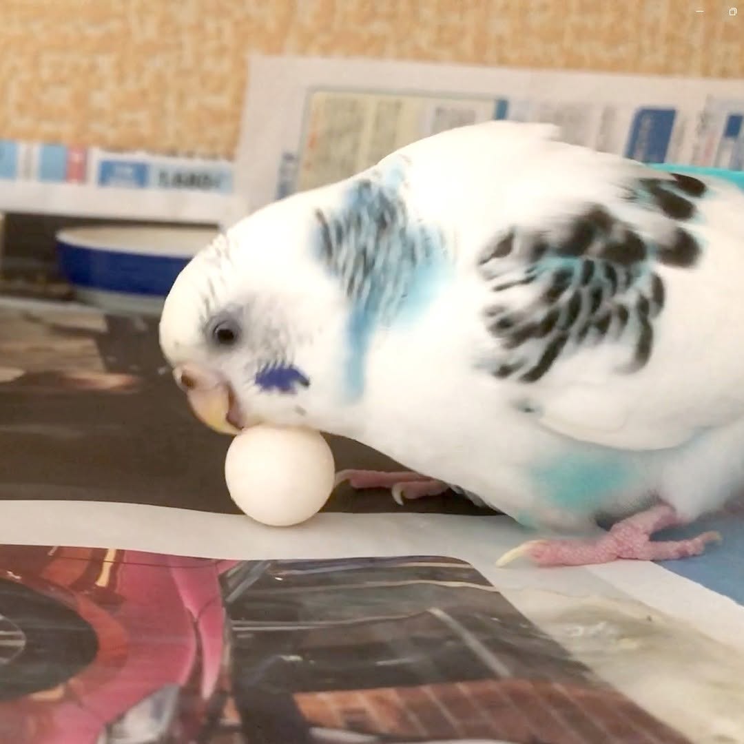 ”セキセイインコのそらちゃん♡いいお母さんになれるね”