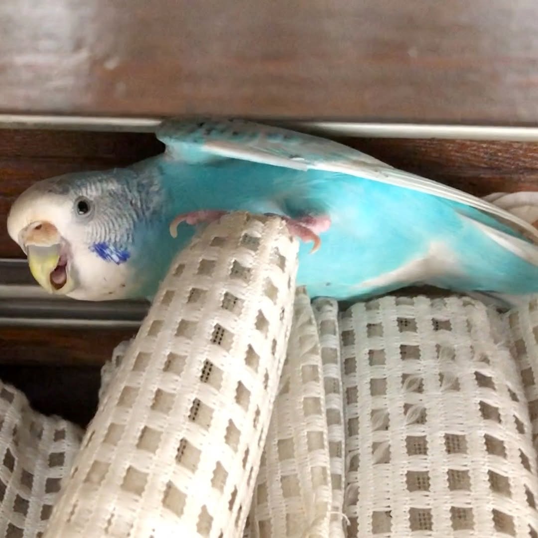 ”セキセイインコのカーテン遊び”