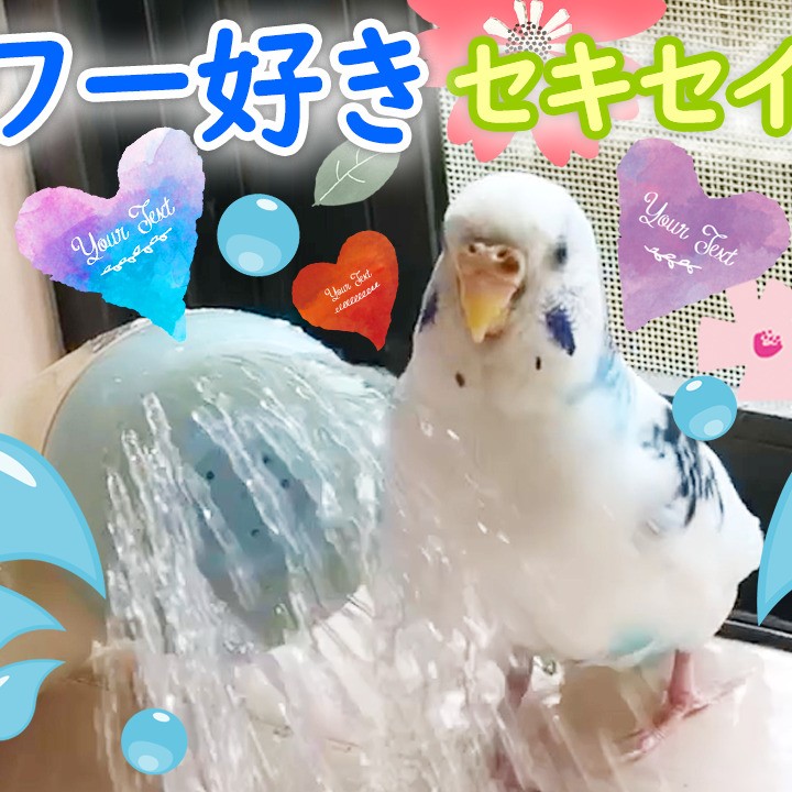 ”水浴びでシャワーを用心深く使うセキセイインコ”