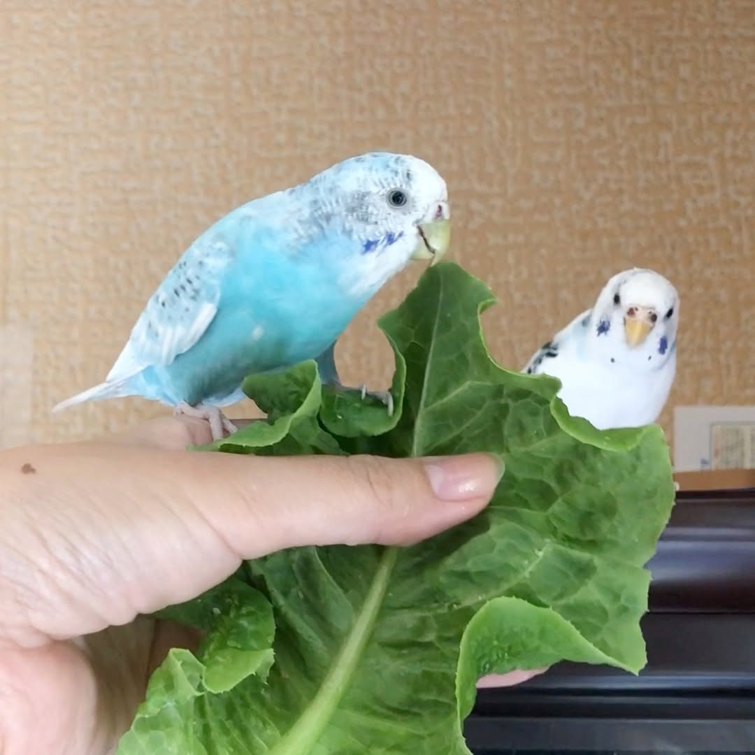 ”大好きな葉っぱを見て嬉しそうなセキセイインコ”
