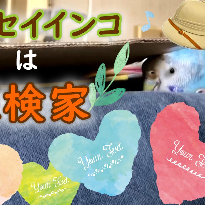 ”狭いところを見つけて探検するセキセイインコ”