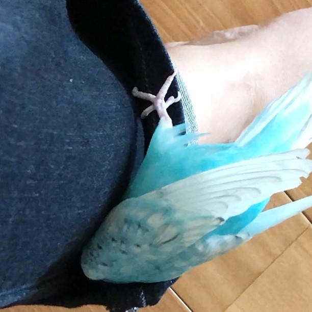 ”飼い主の洋服で遊ぶセキセイインコ”