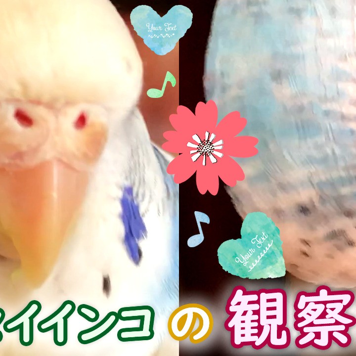 ”セキセイインコ観察記録”