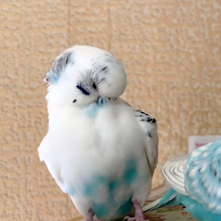 ”セキセイインコのくつろぎタイム🎵”