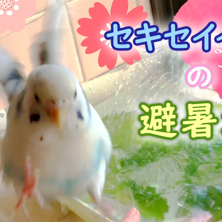 ”セキセイインコ水浴びのスローモーション”