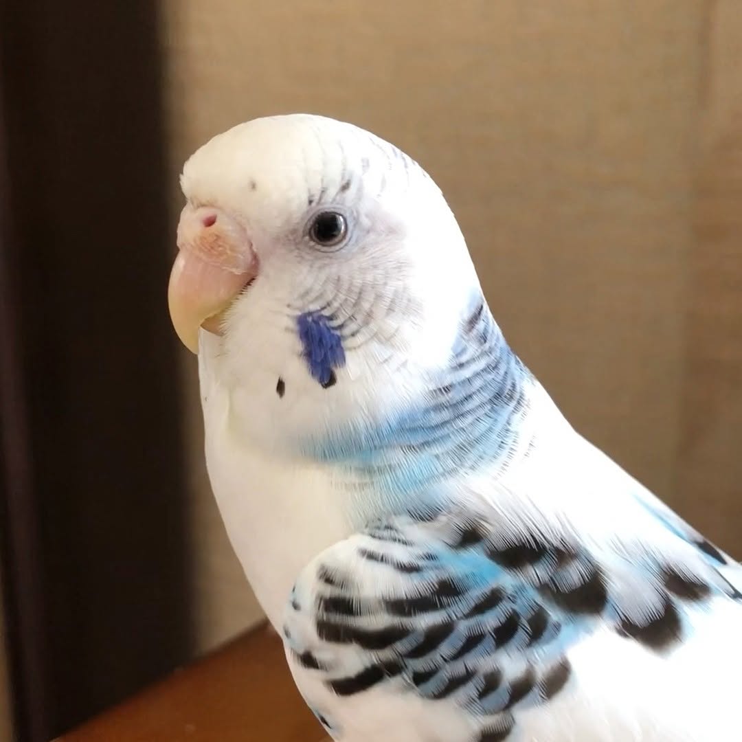”つやつやで健康なセキセイインコ”