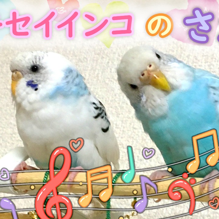 ”セキセイインコの可愛いさえずり（女の子♀）”