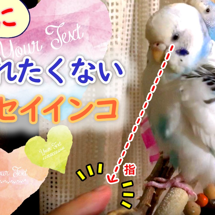 絶対に触られたくないセキセイインコ