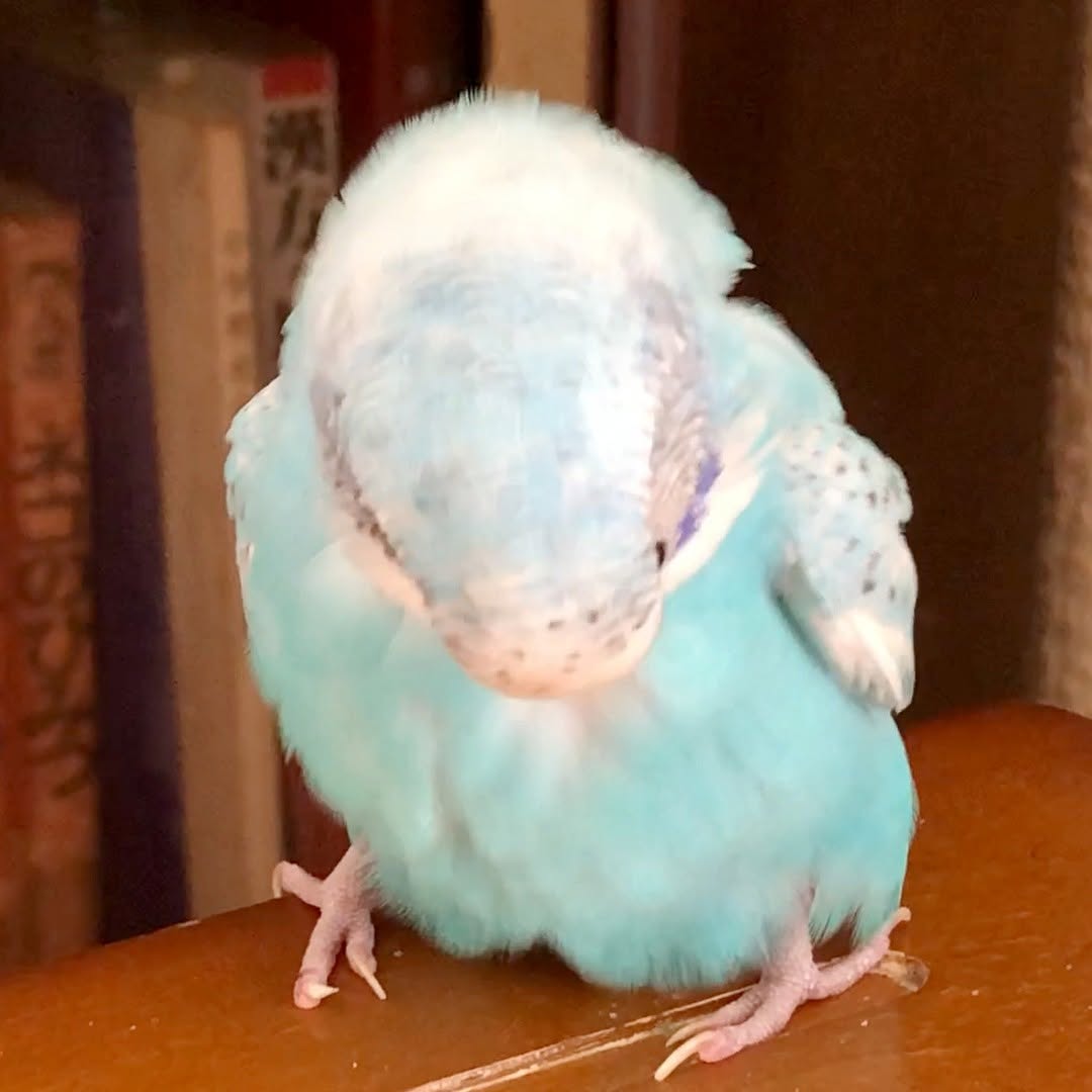 可愛いハムハム羽繕いするセキセイインコ