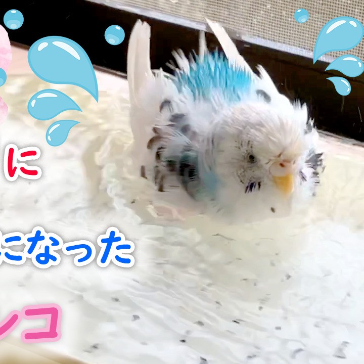 夏の終わりに泳げるようになったセキセイインコ