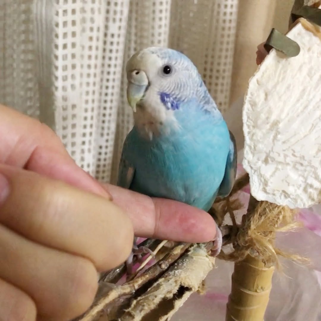 仕方なく指に乗る３秒前のセキセイインコ