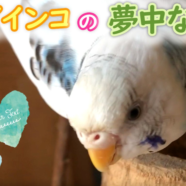 一心不乱にかじるセキセイインコ