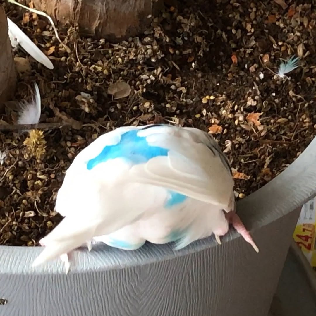 セキセイインコそらちゃんの可愛いオチリ