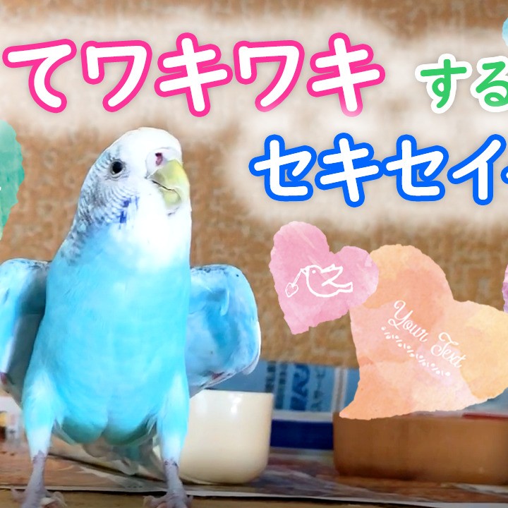 暑くてワキワキするセキセイインコ