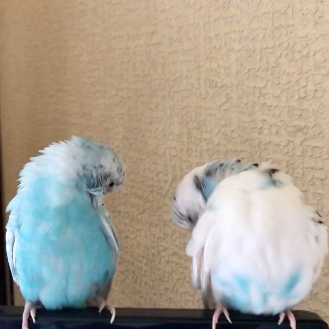 ハムハムシンクロ🎵羽繕い