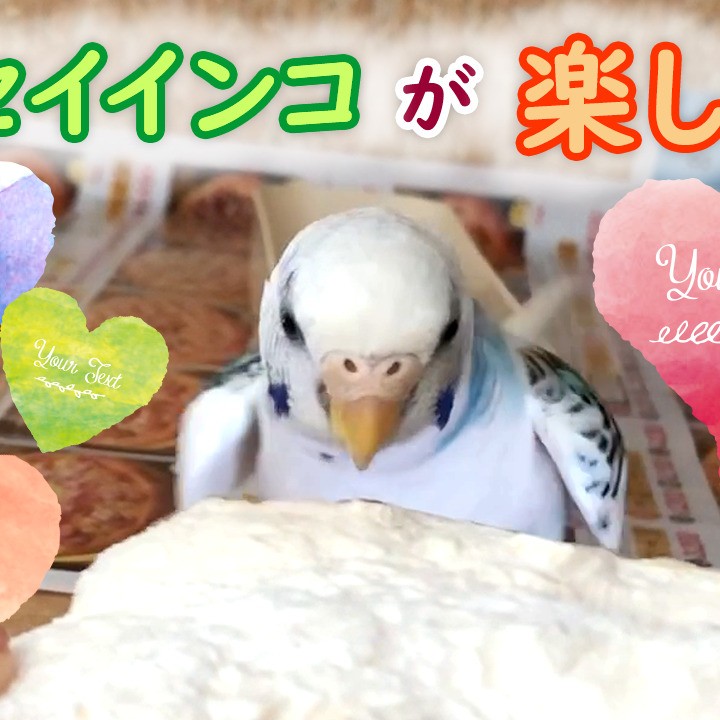 セキセイインコがやってて楽しい事