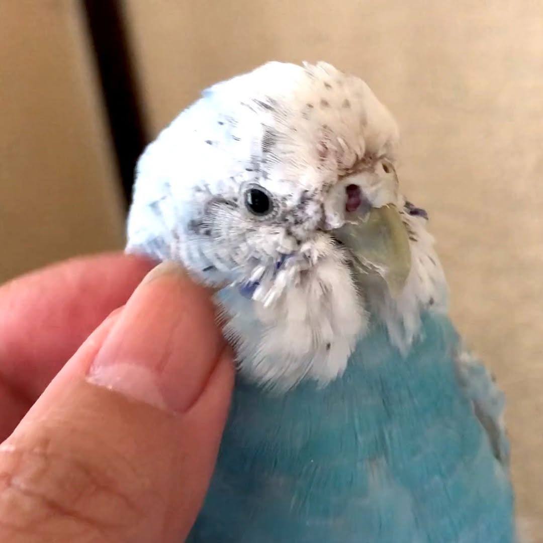 換羽が重くて辛そうなセキセイインコ