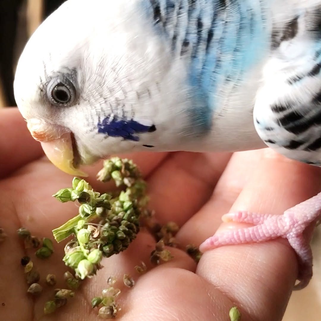 夢中で食べてるお顔がちょっと怖いセキセイインコ