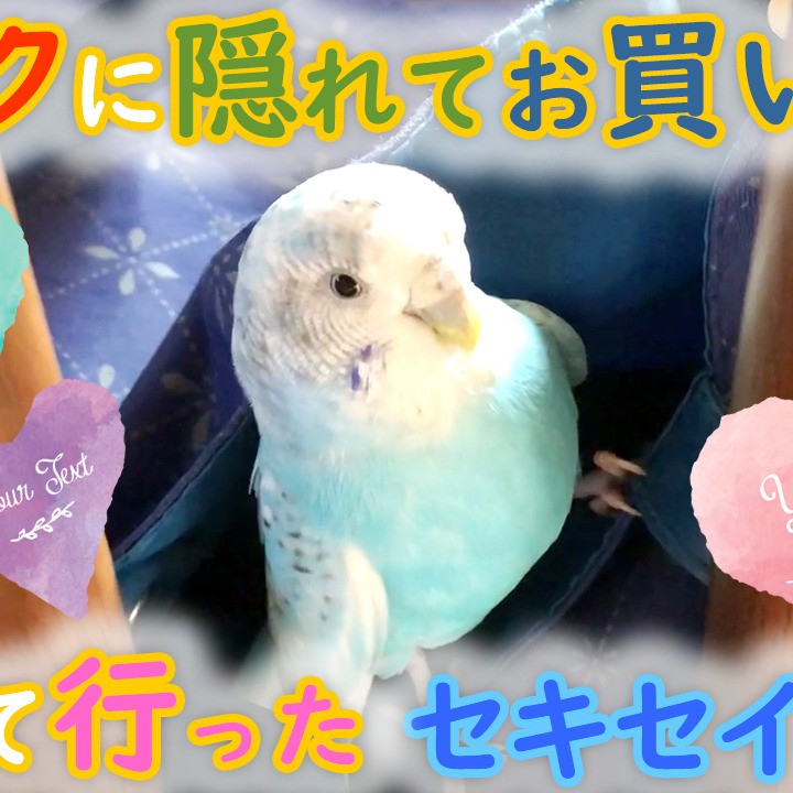 バックに隠れてお買い物について行ったセキセイインコ