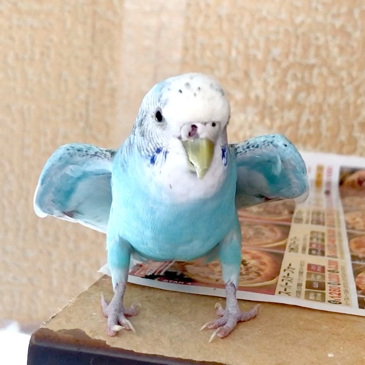 わきわき🎵かわいいセキセイインコ