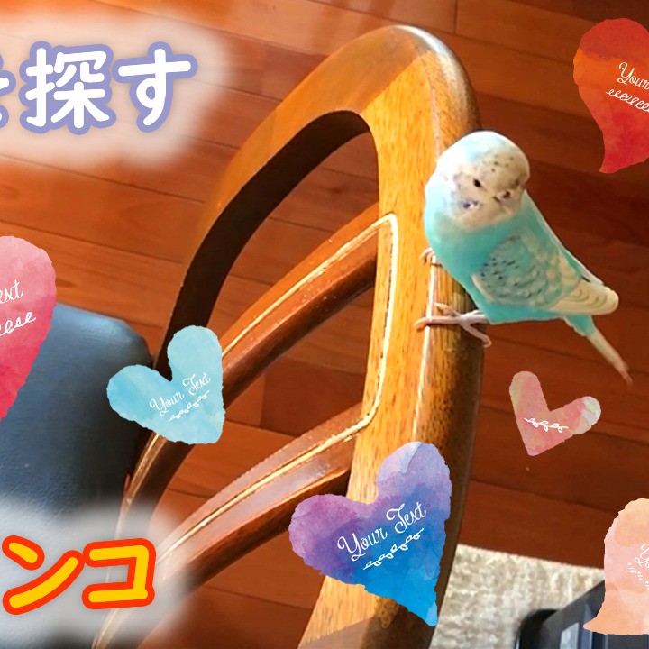 隠されたバックを探すセキセイインコ