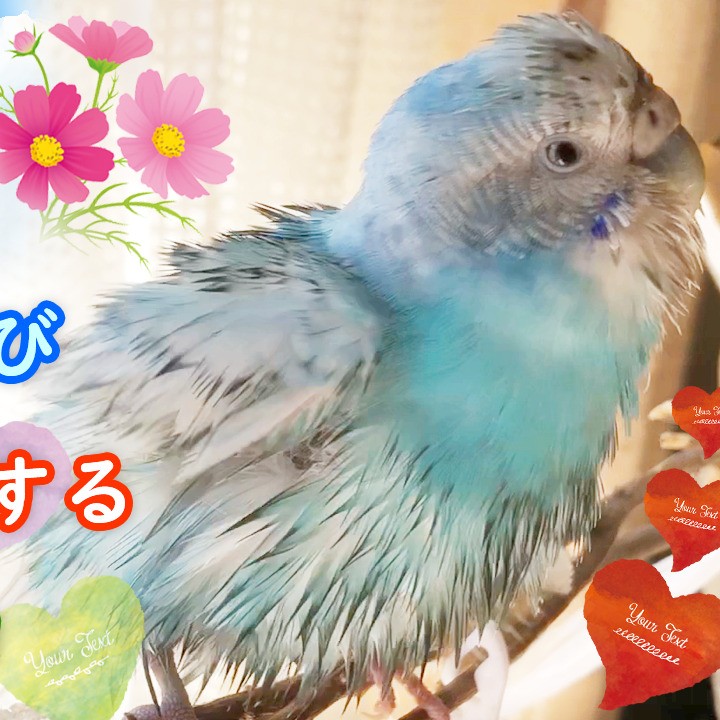 秋晴れの日に久々の水浴びと日光浴をするセキセイインコ