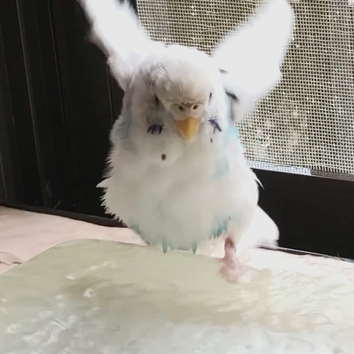 ドボンッ！ 水浴び大好きなセキセイインコのそらちゃん