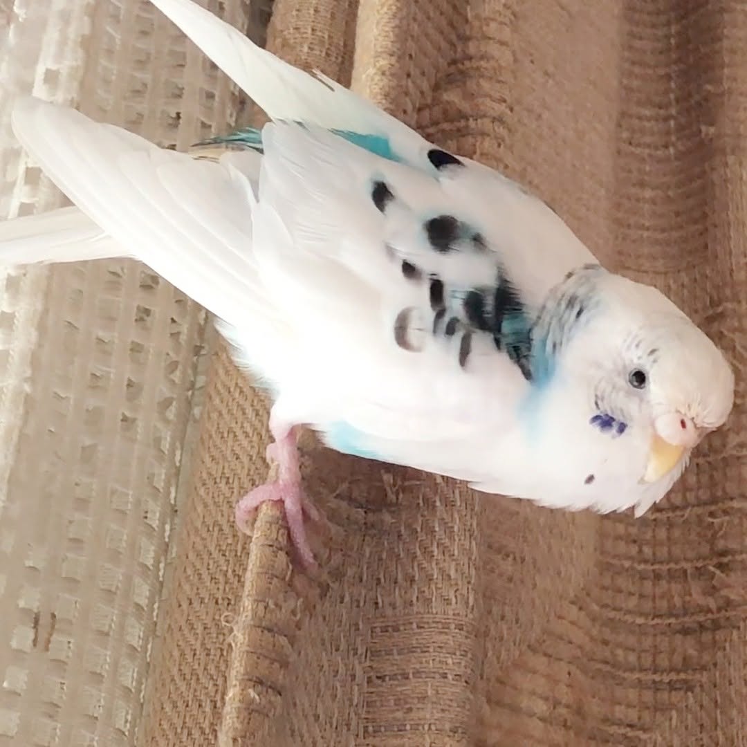 カーテンの上でそらちゃん警戒中