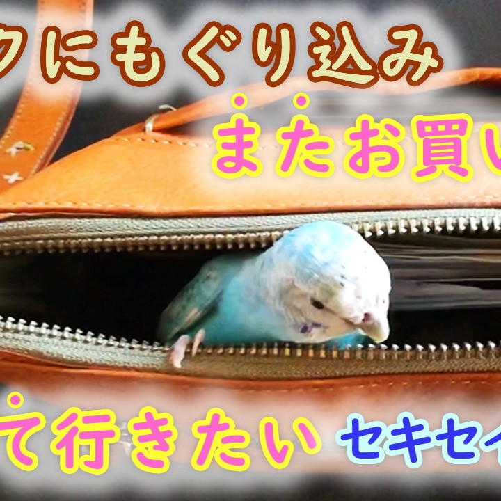 バックにもぐり込みまたお買い物について行きたいセキセイインコ