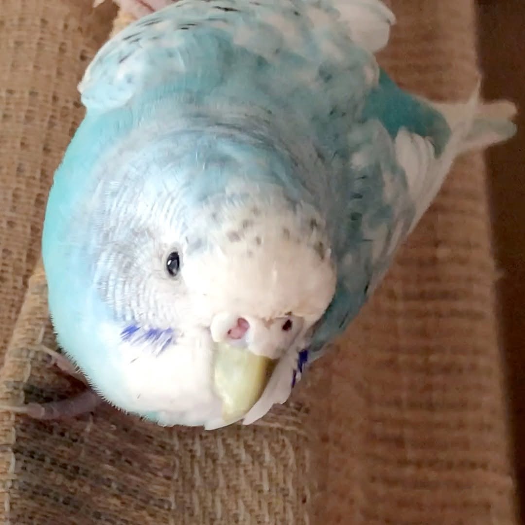 ちゅらちゃんも カーテンで様子見