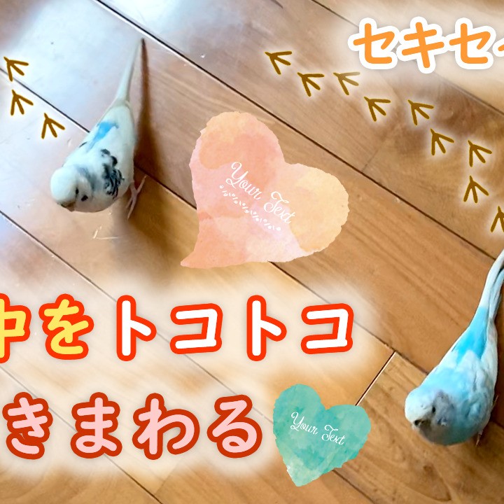 楽しい事ないかな？家の中を歩きまわるセキセイインコ