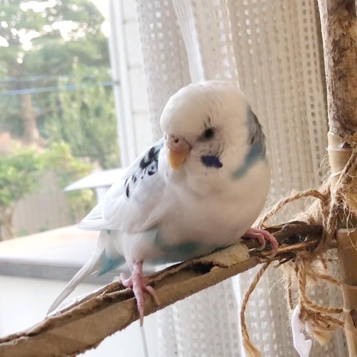 ぷくっ！ ちょっと膨れたそらちゃんがかわいい😍セキセイインコ