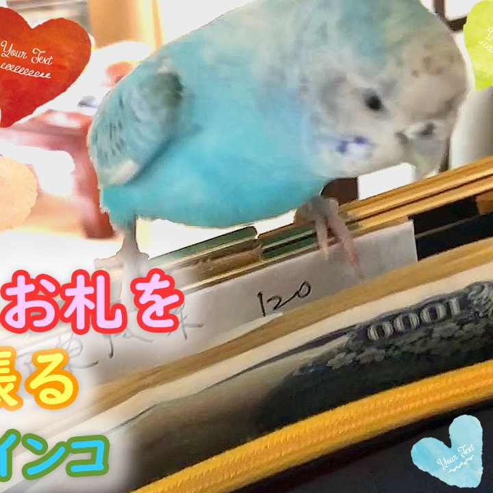お財布のお札を引っ張るセキセイインコ