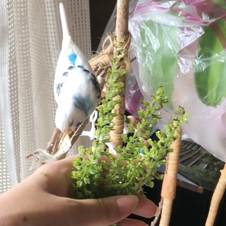 シソの実に夢中なセキセイインコ