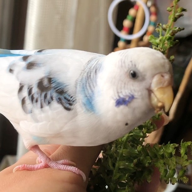 そらちゃんは美味しそうな顔で食べるね