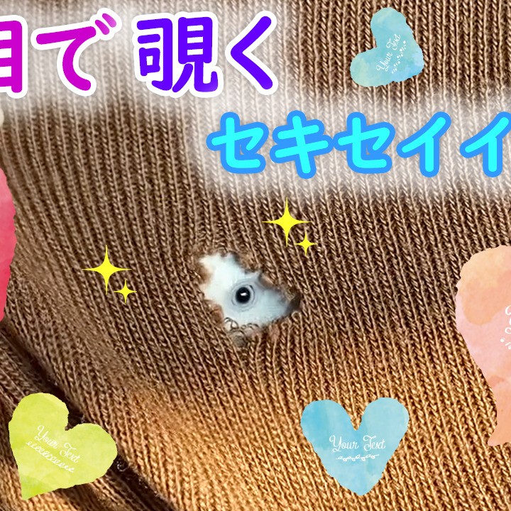 片目ずつ交互に外を覗くセキセイインコ