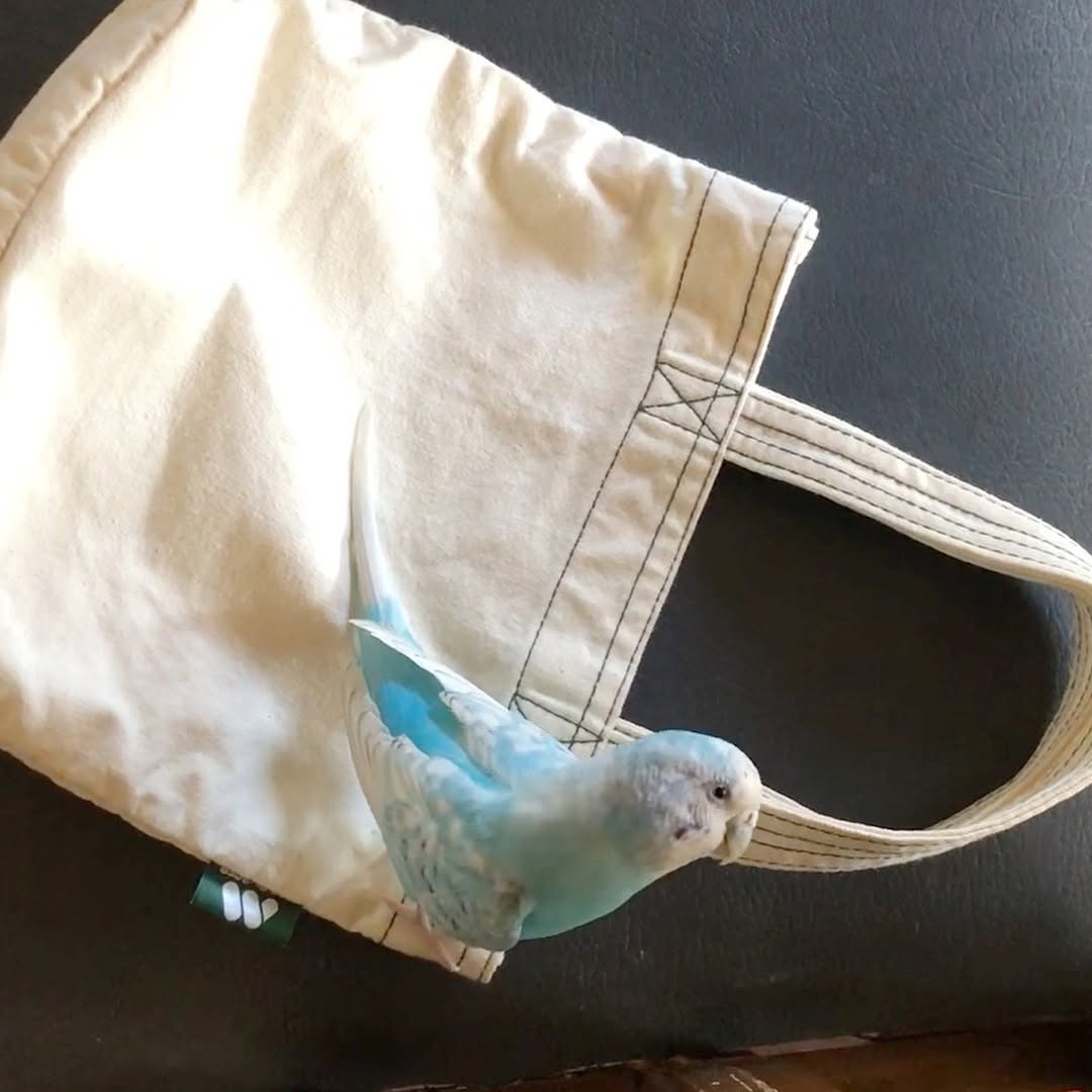 袋が大好きで吸い寄せられるセキセイインコ