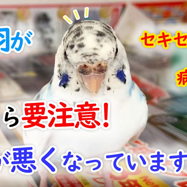 セキセイインコの病気！頭の羽が黒くなったら要注意